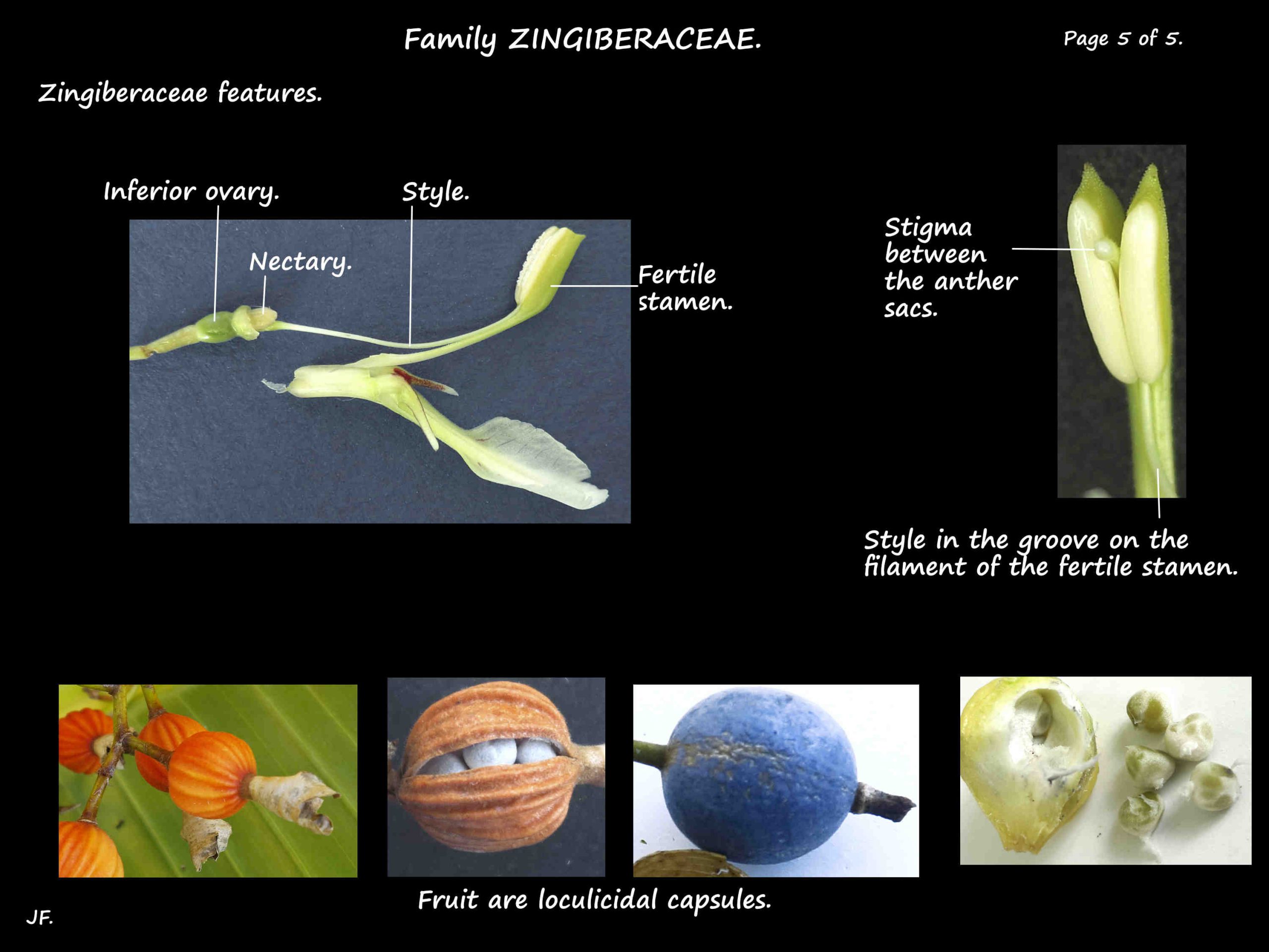 5 Zingiberaceae fruit